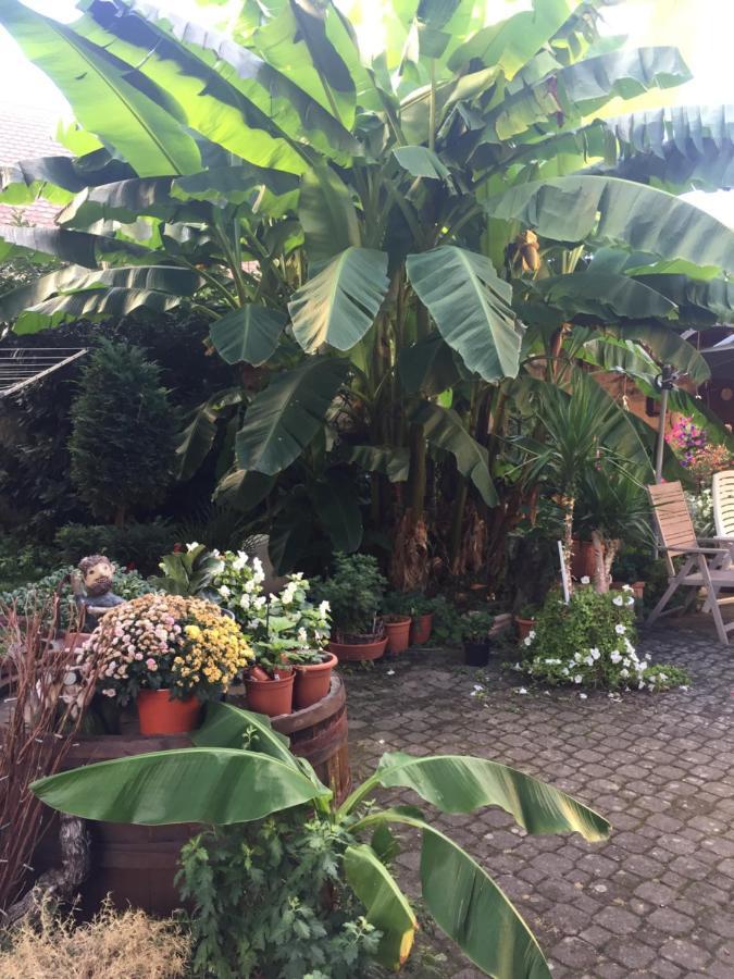 Appartamento Haus Gisela Endingen am Kaiserstuhl Esterno foto